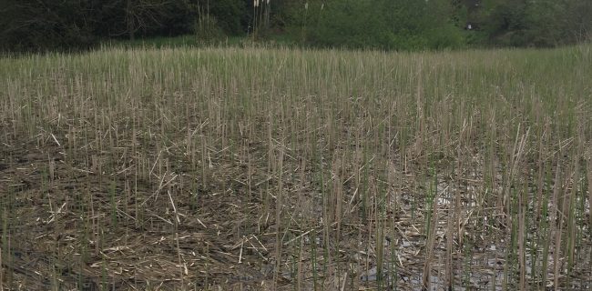 Aquatic Harvesting Ireland